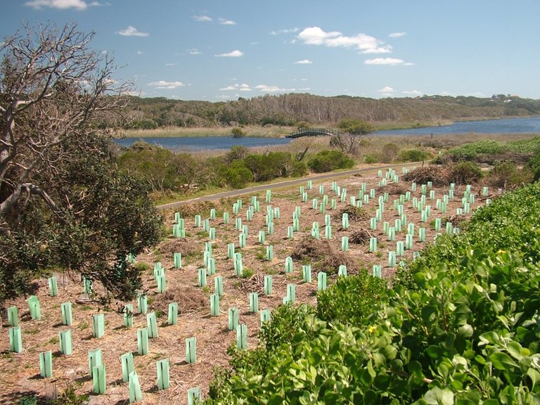 Hindune revegetation site Tallow Creek.JPG