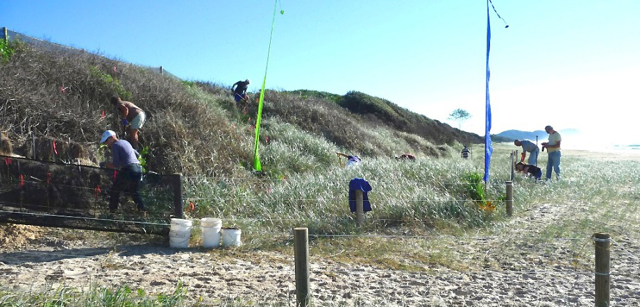 May 2012  Dune Swale Planting.JPG