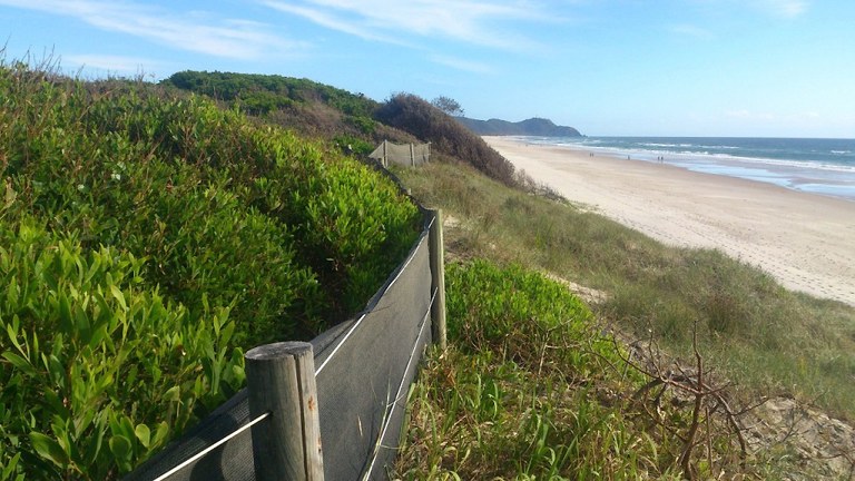 Wind fencing assisting the recovery of vegetation on dune crowns after Bitou Bush removal.jpg