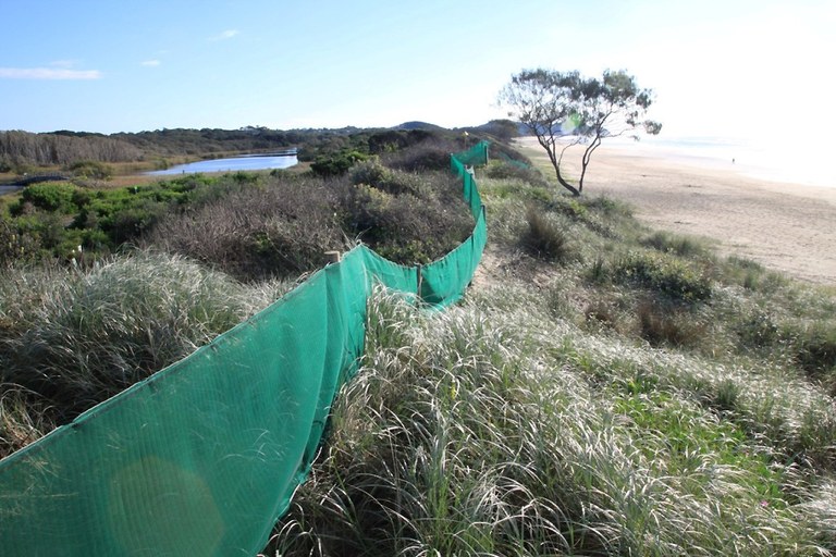 Wind fencing installed on dunes also discourages ad hoc beach access.jpg