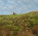 Removal of Bitou Bush at the North End of Tallow Beach     2011