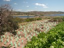 Tallow Creekside Revegetation    2011-12