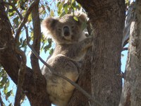 How landholders from Gunnedah converted a dustbowl into a haven for wildlife!