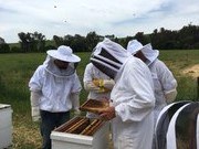 Practical Beekeeping in Tarcutta