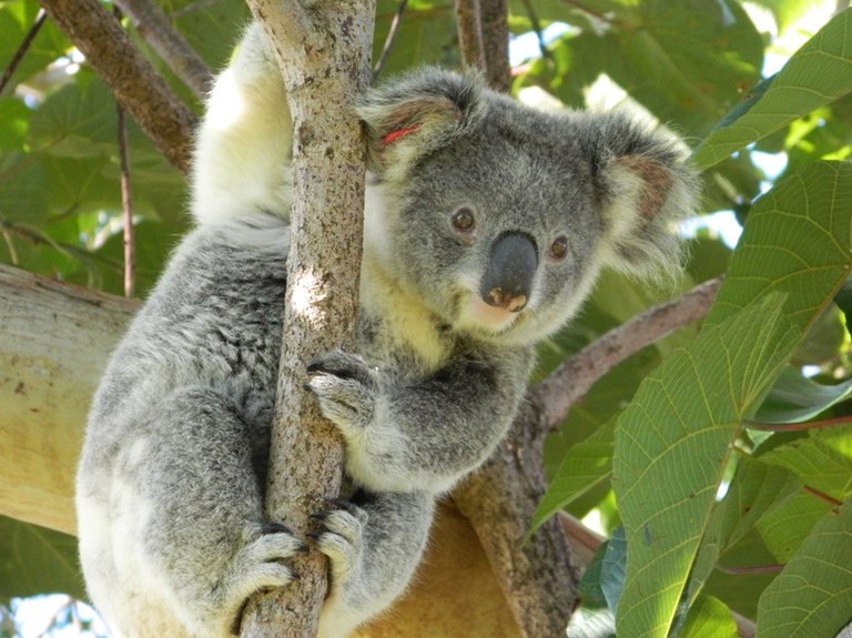 Koalas in Tree Tops