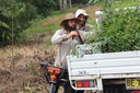 Tregeagle Koala and Lowland Rainforest Restoration - 25th Anniversary Landcare Grant