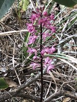 hyacinth orchid