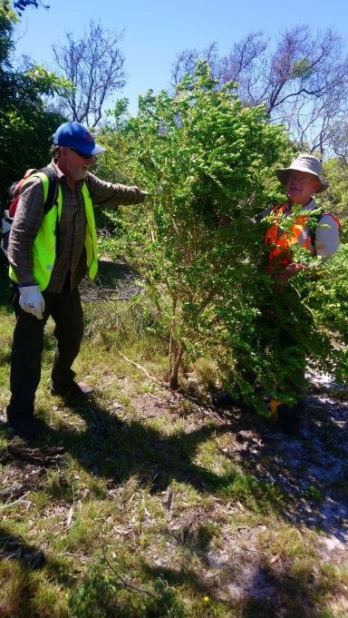 Tura Landcare Volunteers with a large Polygala