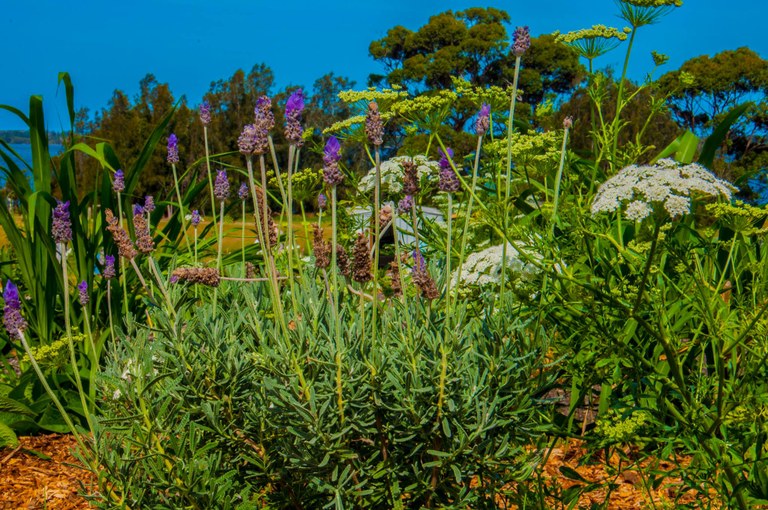 Tuross Community Garden.jpg