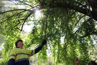 A Key Part of the Araluen Creek Restoration Project - Weed Management