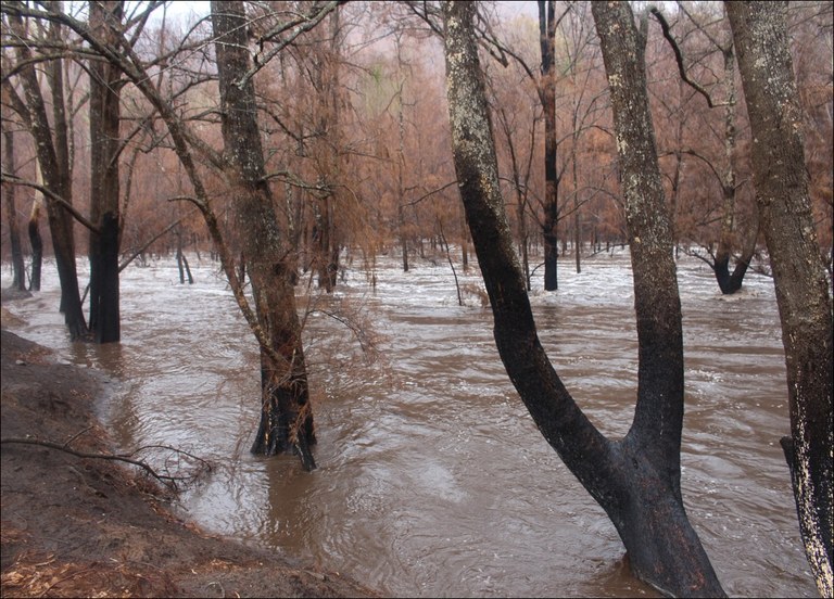 C Harrison fire and flood.jpg