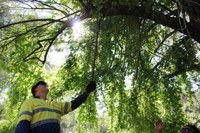 Apical Delivers final Weeds Workshop in Araluen Creek Series