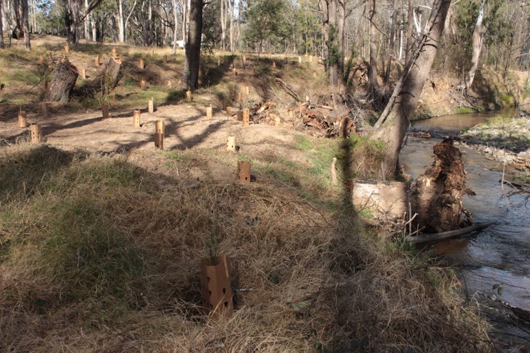 Site 13 Revegetation at remediated site Credit Cath Harrison.JPG