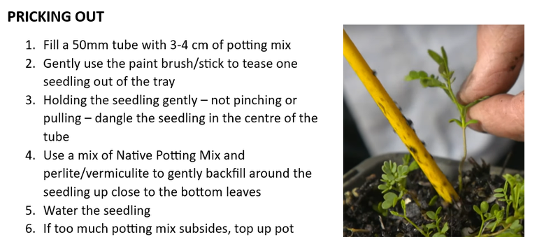 Christmas Update: Southern Tablelands Tree Start Growers Network