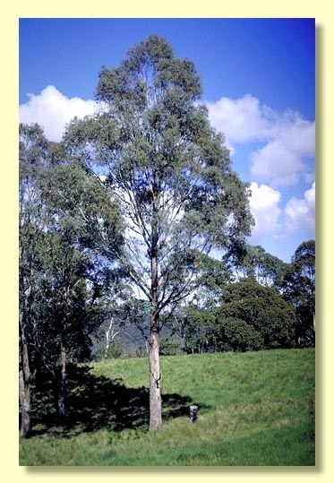 eucalyptus kartzoffiana.jpg