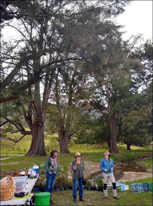 Landcare Partnerships in Action – Community planting for Araluen Creek