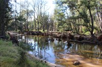 Media Release: Upper Deua Catchment Landcare's New Bushfire Recovery Grant