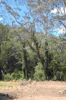 Supporting Landholders with Weed Control in the Valley