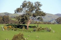 Paddock Trees