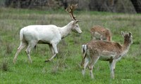 Landholder's perception to wild deer survey