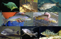 Macquarie Perch Community Knowledge survey
