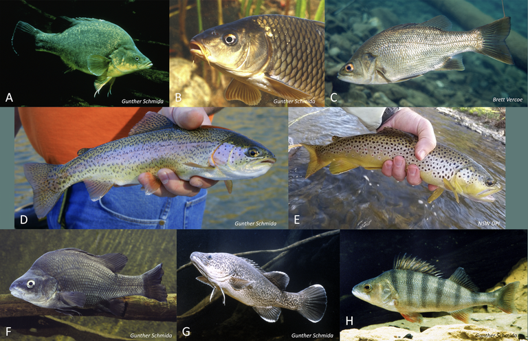 Macquarie Perch Community Knowledge survey