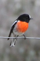 Michelago building habitat linkages for woodland birds on the Monaro