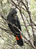 Field Day Snapshot: Protecting Our Glossy Black Cockatoo