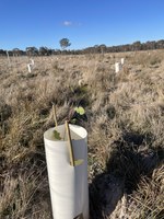 General Tips On Tree Guards