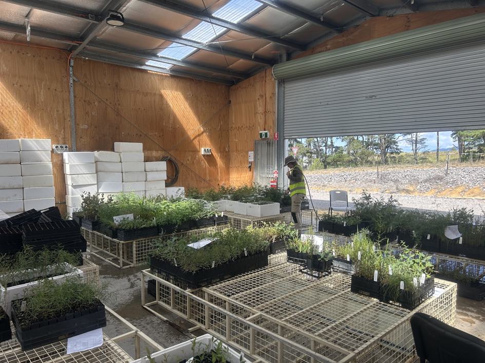 Landcarers taking care of almost 7,000 Tubestock at the new shed site.png