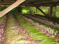 Growing the Braidwood Garlic Growers