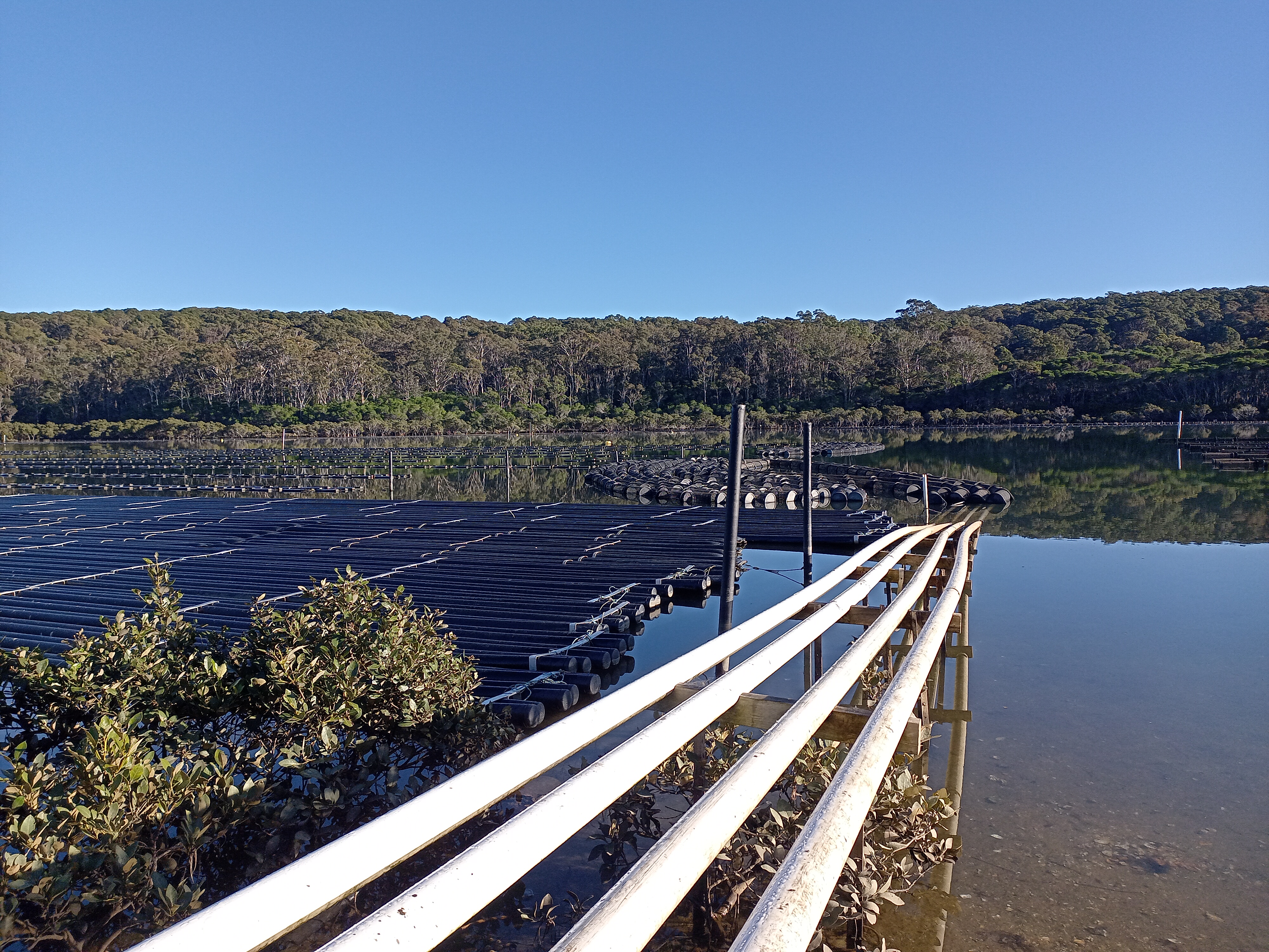 Tathra Oyster Farm.jpg