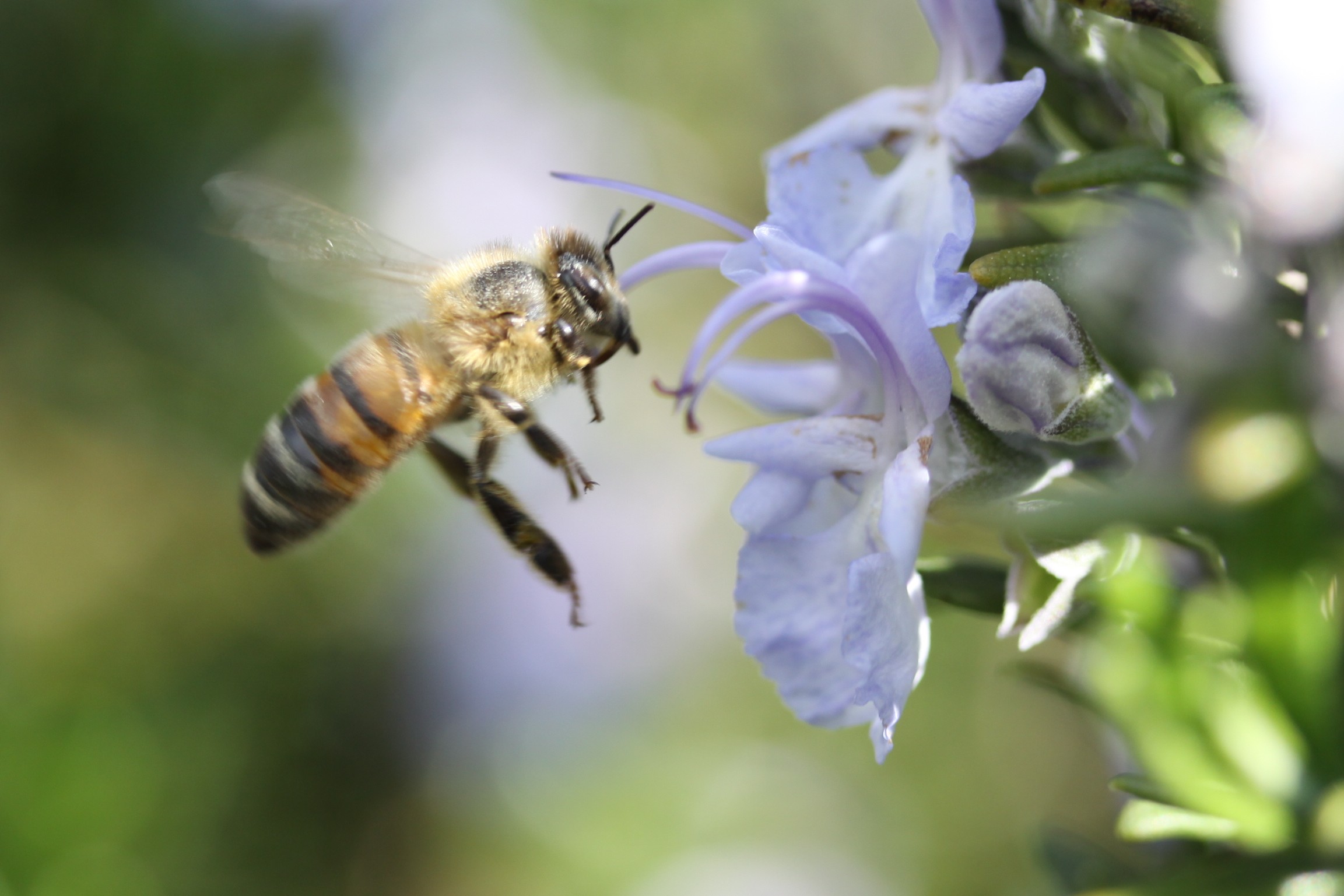 A New Group For Aspiring Bee Keepers — Nsw Landcare Gateway