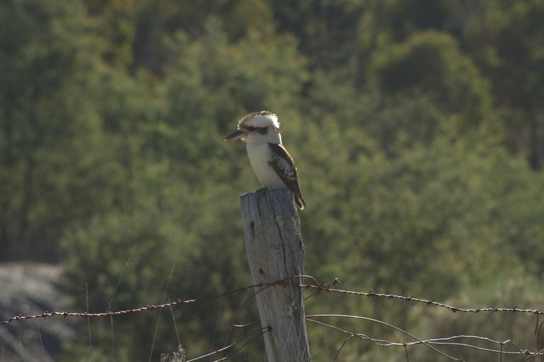 Aussie Backyard Bird Count