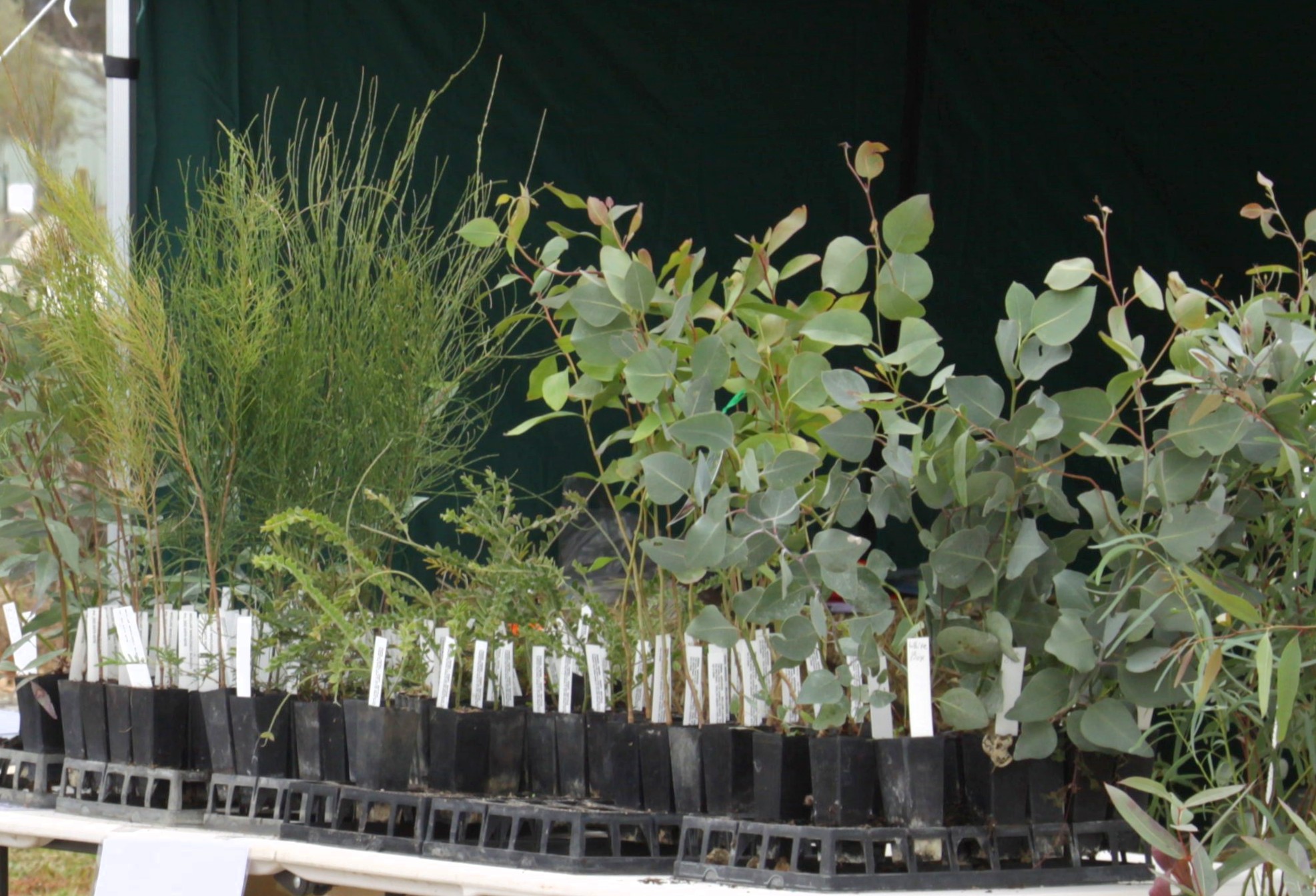 Collect and grow native seeds — NSW Landcare Gateway