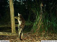 Have you seen any Quolls in the area?