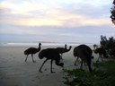 Help map emu genetics