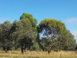 Helping hands needed at Adams Lead Reserve