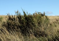 Managing woody shrubs in grazing systems