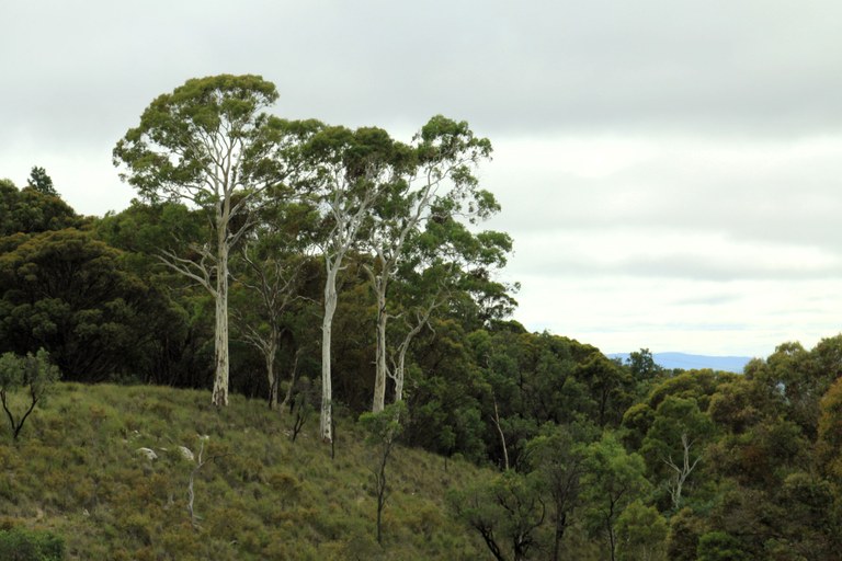 What Eucalypt is that?