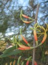 Harlequin Mistletoe