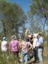 Lopping Seedpods of Needlewood Hakea