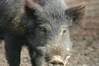 Weddin Landcare unite to combat feral pigs