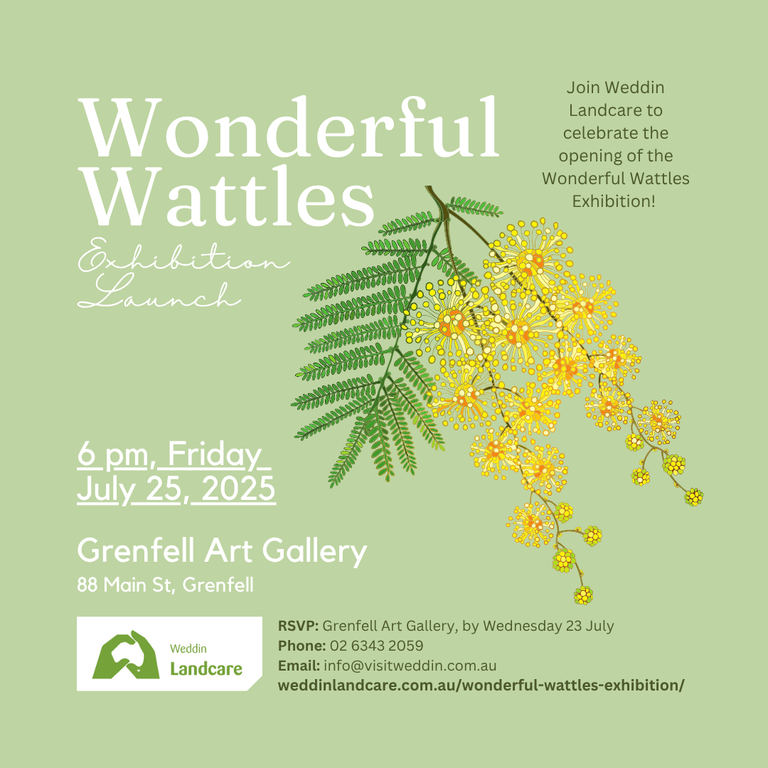 Wonderful Wattles Launch Wonderful Wattles Launch