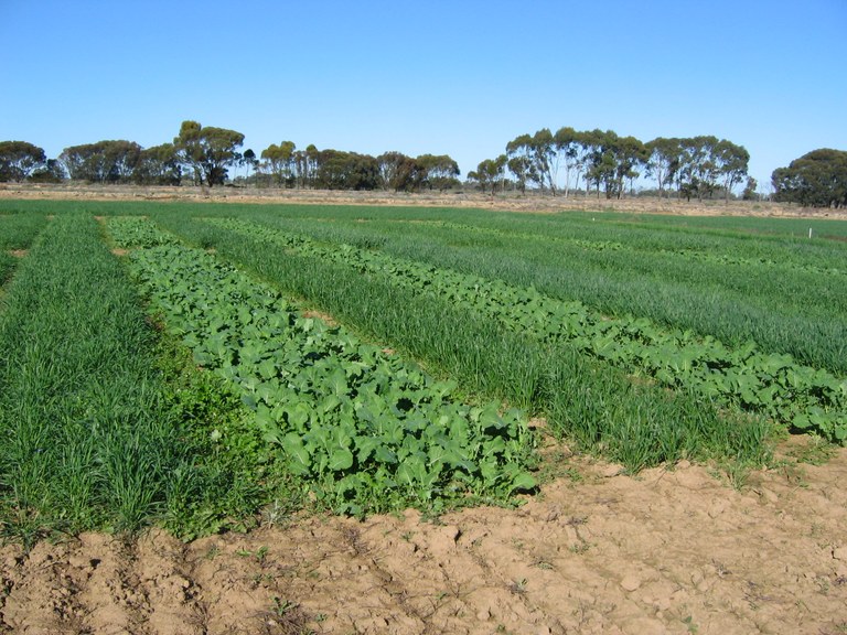 Moulamein Cropping group trial