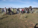 Saltbush trial