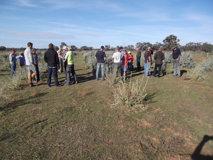 Saltbush trial