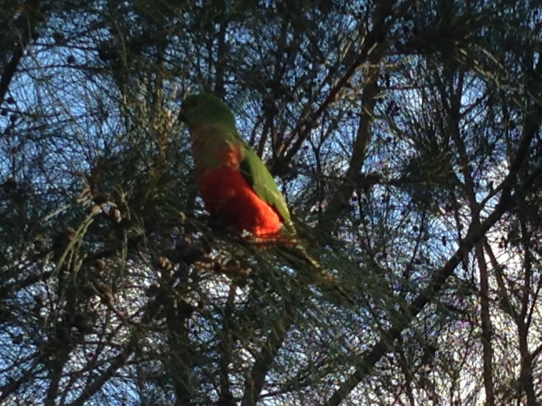 King Parrot