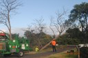 Down come the Coral Trees