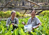 Biological control of Sagittaria 2021 - 2022